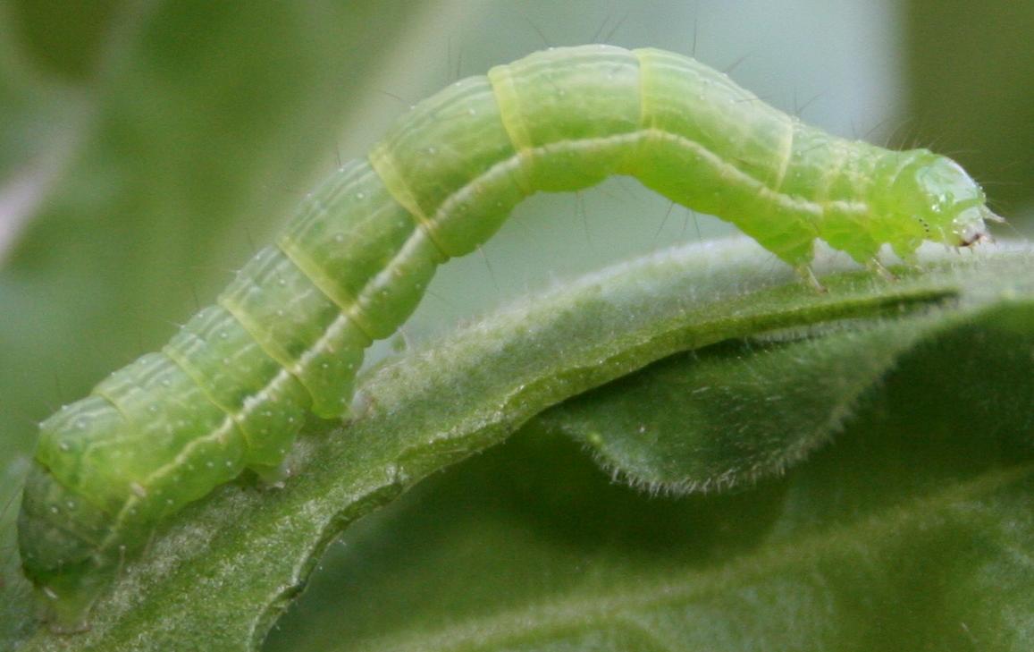 Bruchi su Calendula... - Chrysodeixis chalcites